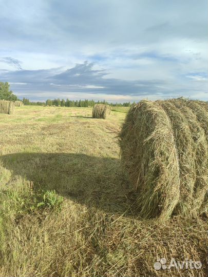 Сено луговое