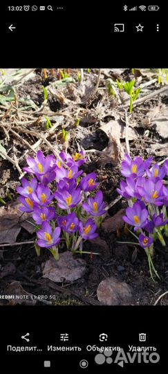 Апрельские крокуссы