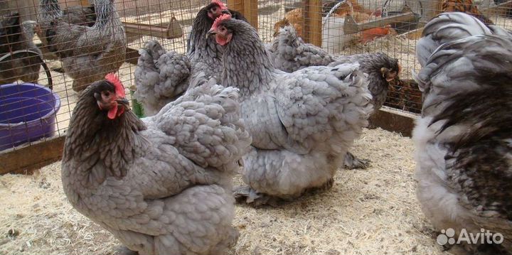 Китайские шелковые яйцо