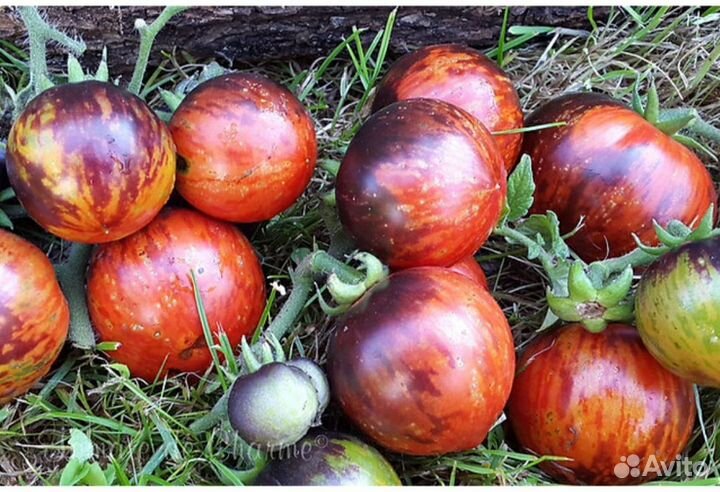 Семена томата гнома Anto Striped