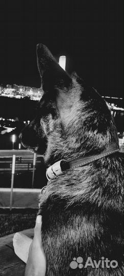 Передержка собак любых размеров и пород