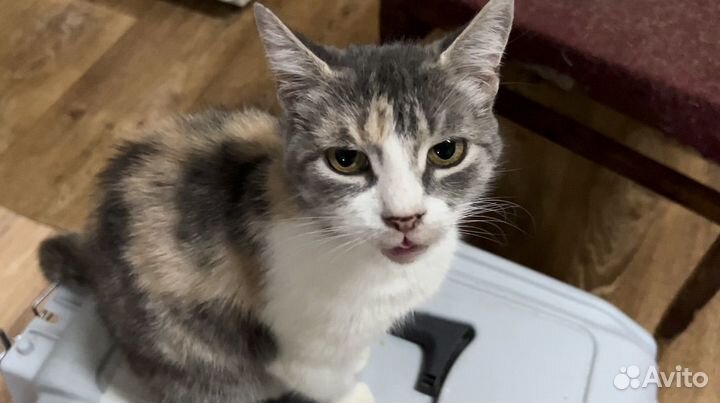 Кошка в дар бесплатно