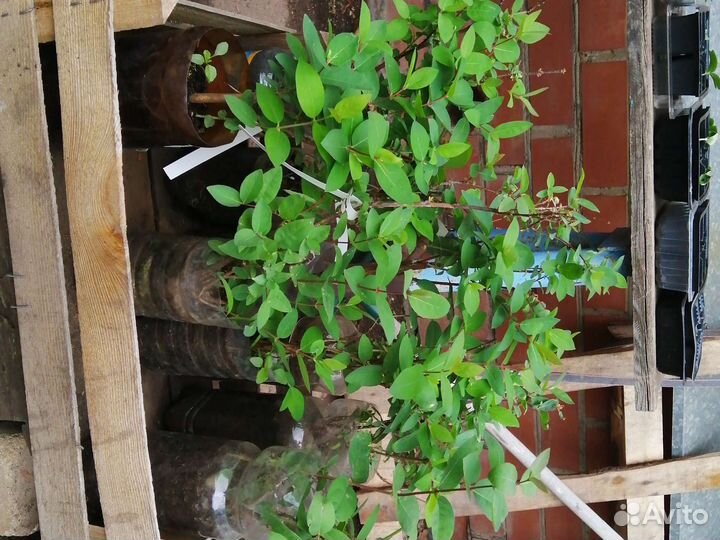 Жимолость без горечи