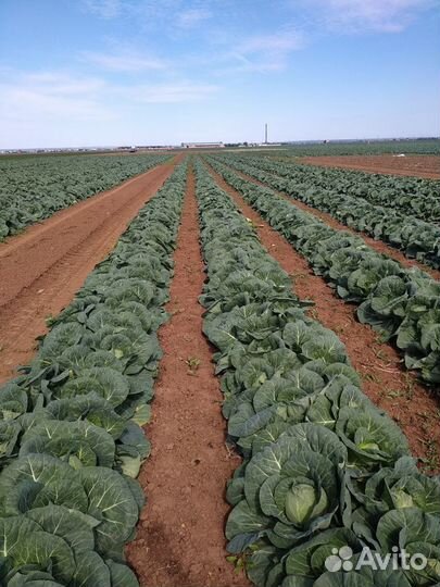 Семена Капусты б/к Примавера F1 Greentime