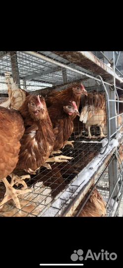 Молодняк птицы