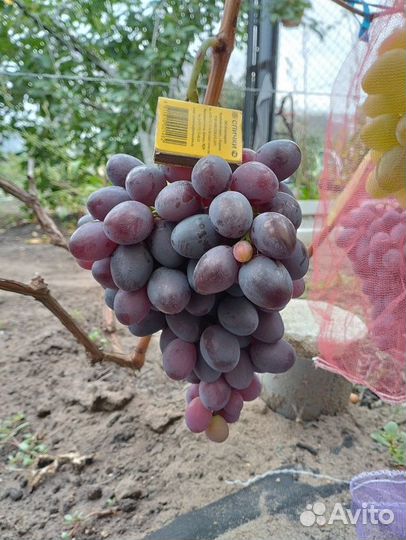 Продам Черенки (чебук) винограда