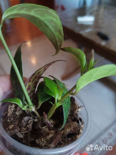 Эсхинантус мраморный, лудизия