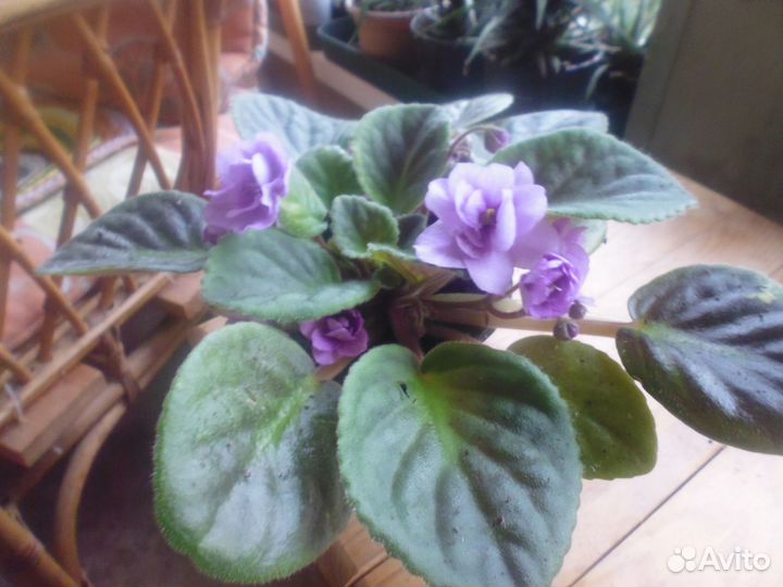 Сортовые фиалки