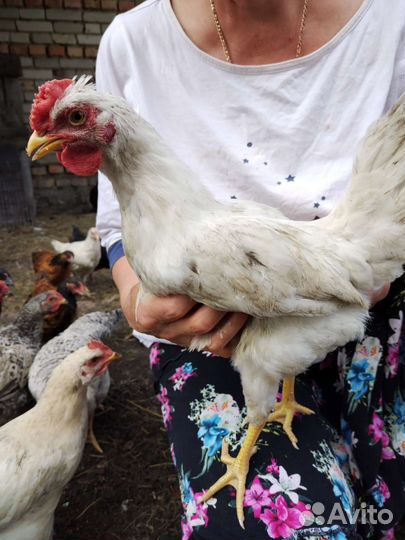 Молодые петушки