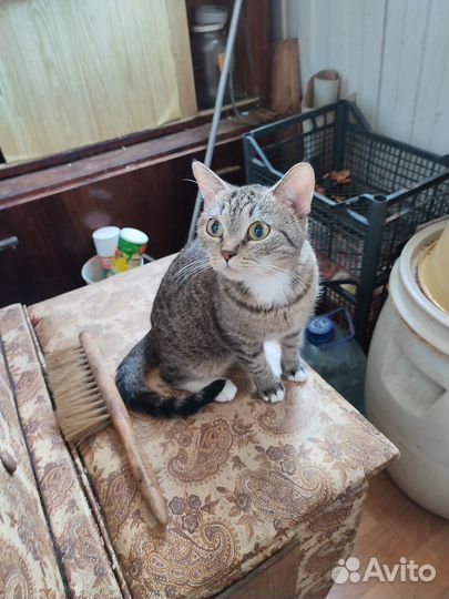 Коты кошки котята