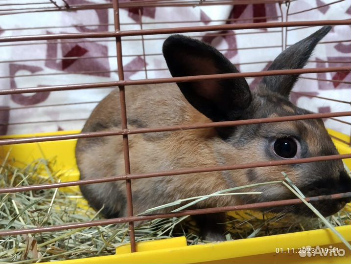 Декоративный кролик с клеткой