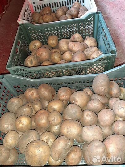 Картофель сортовой