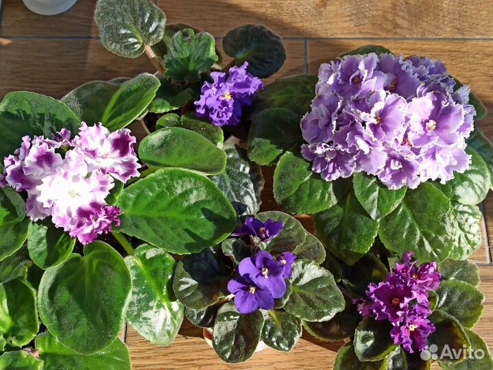 Комнатные цветы фиалки, кливия