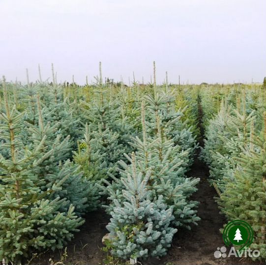 Голубая ель для участка. Доставка