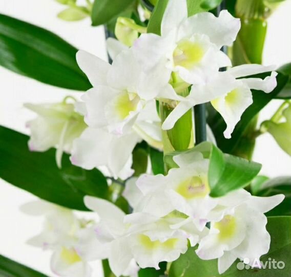 Дендробиум нобиле