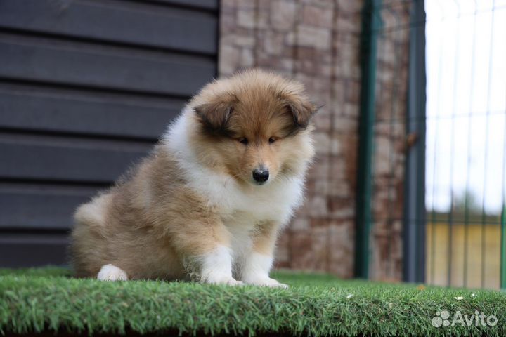 Колли