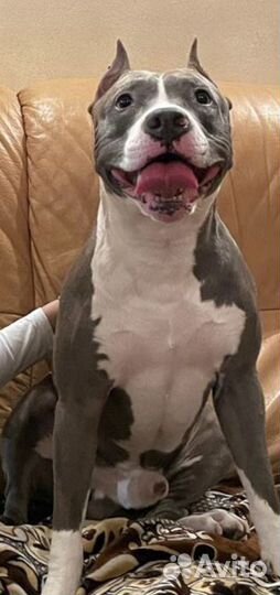 Питбуль вязка