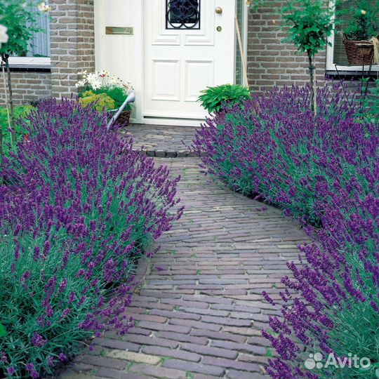 Крымская Лаванда сорт 