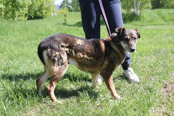 Магда-дружелюбная, семейная собаченька ищет дом