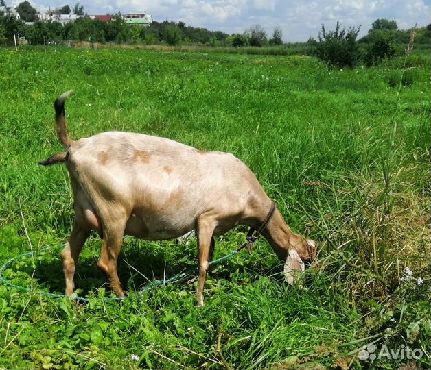 Англо -нубийская коза 100