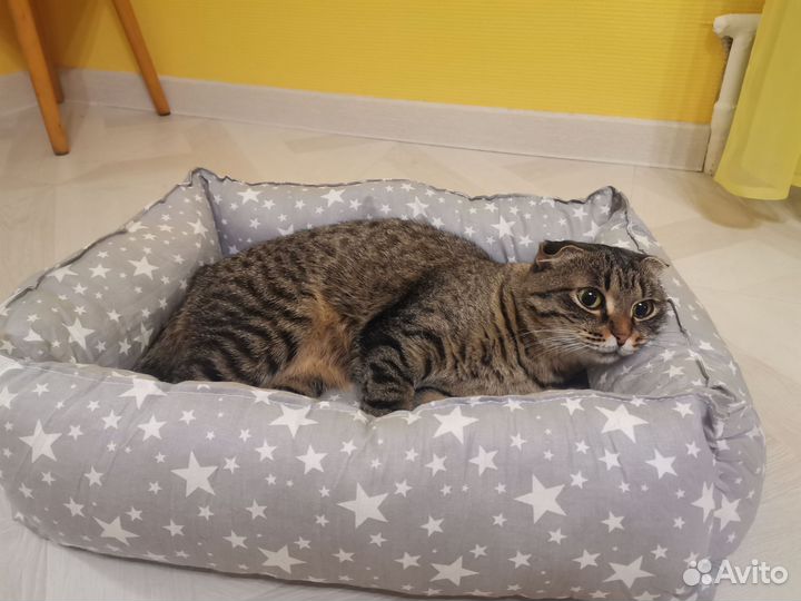 Передержка кошек