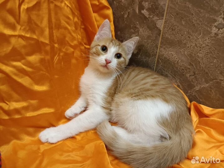 Котенок в добрые руки