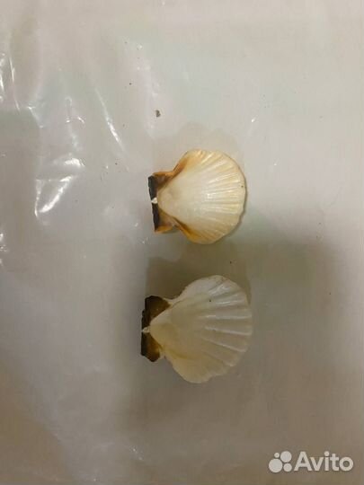 Ракушки из Атлантического океана