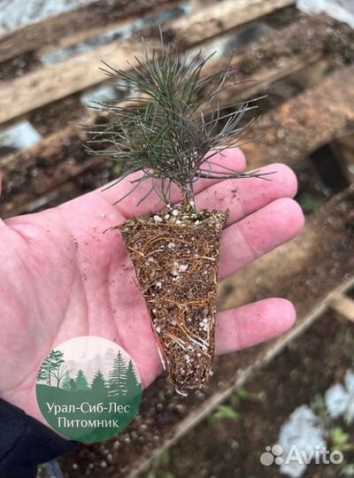 Зкс Сосна сеянцы Ели Лиственницы окс Голуб Горная