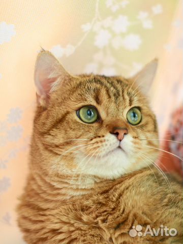 Британский кот золотого окраса приглашает кошек