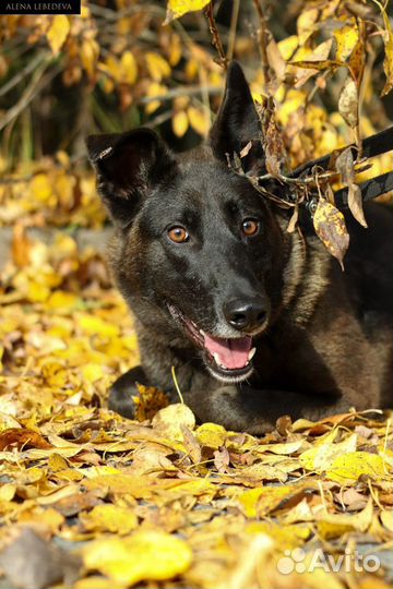 Собака Урсула