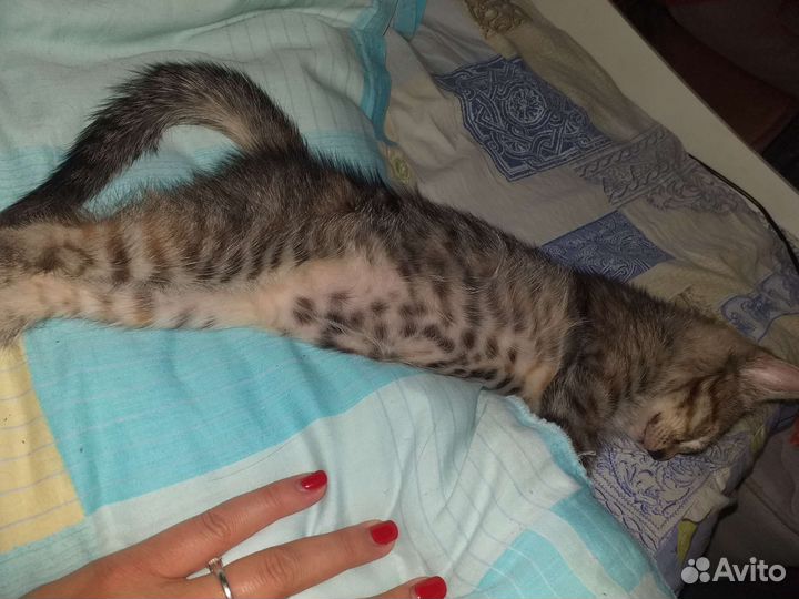 Кошка в добрые руки