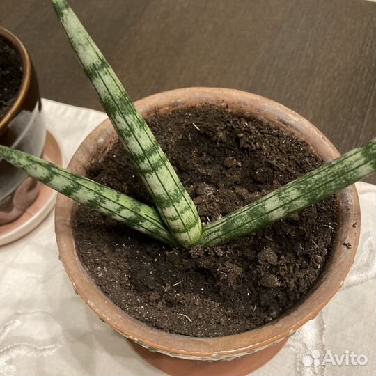 Сансевиерия