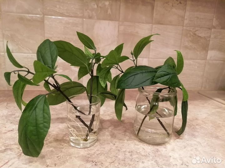 Клеродендрум томпсон