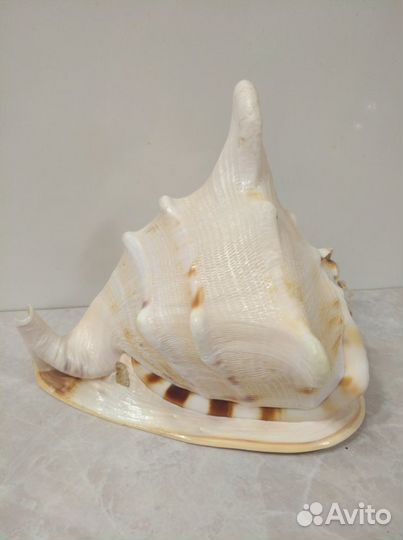 Большая морская раковина