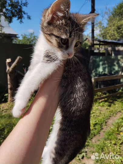 Котенок девочка