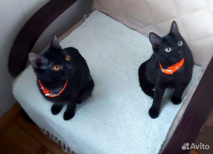 Мини-котики, девочки и мальчик, 7 мес, в дар