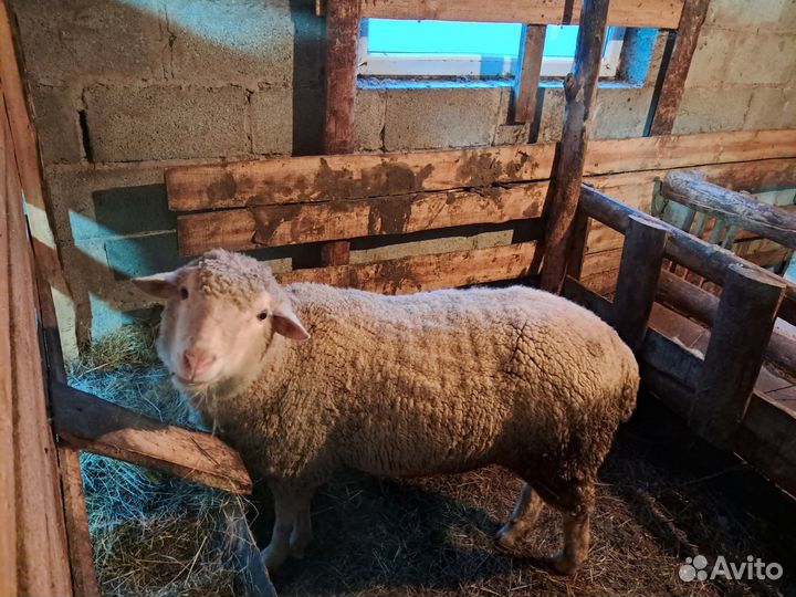 Баран породистый