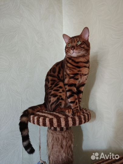 Бенгальская