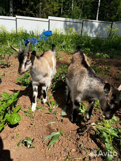 Чешские козлята