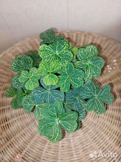 Оксалисы треугольные