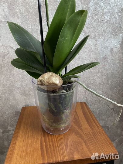 Орхидея фаленопсис бабочка