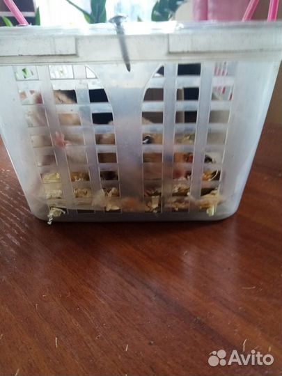 Сибирские хомячки