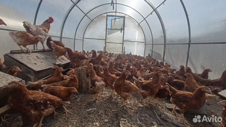 Куры и петухи