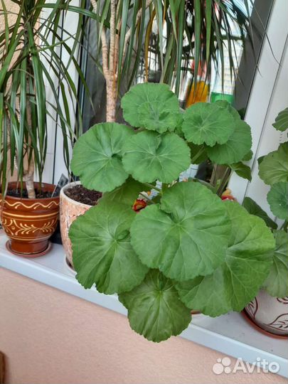 Комнатные цветы разные