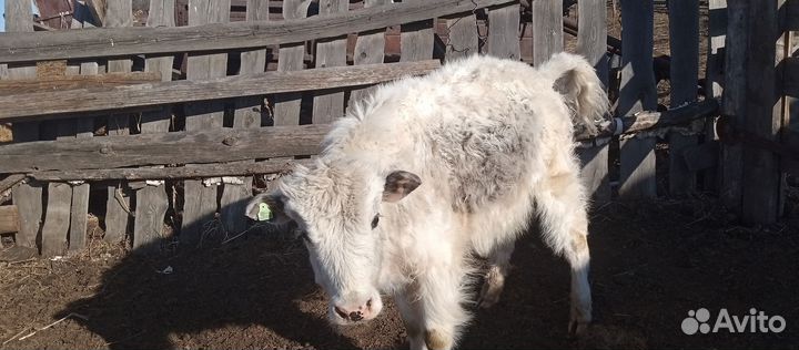 Продажа скота