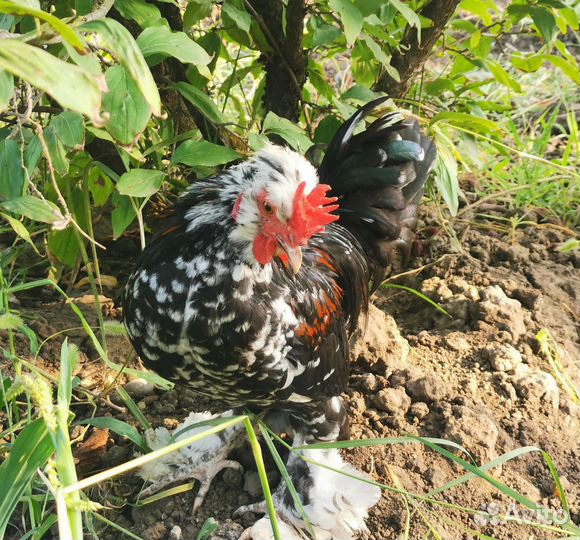 Куры молодки