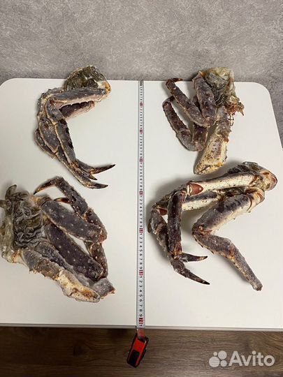 Фаланги Камчатского Краба