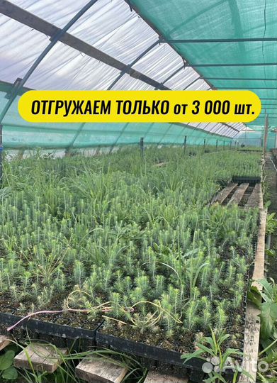 Сеянцы ели зкс