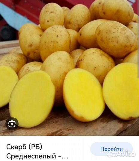 Картофель сорт скарб