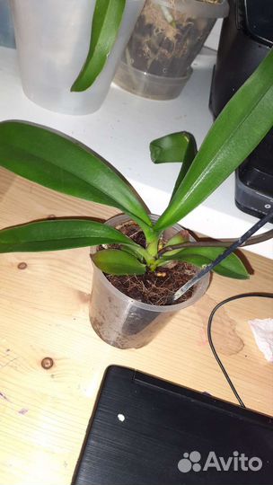 Орхидея биг лип